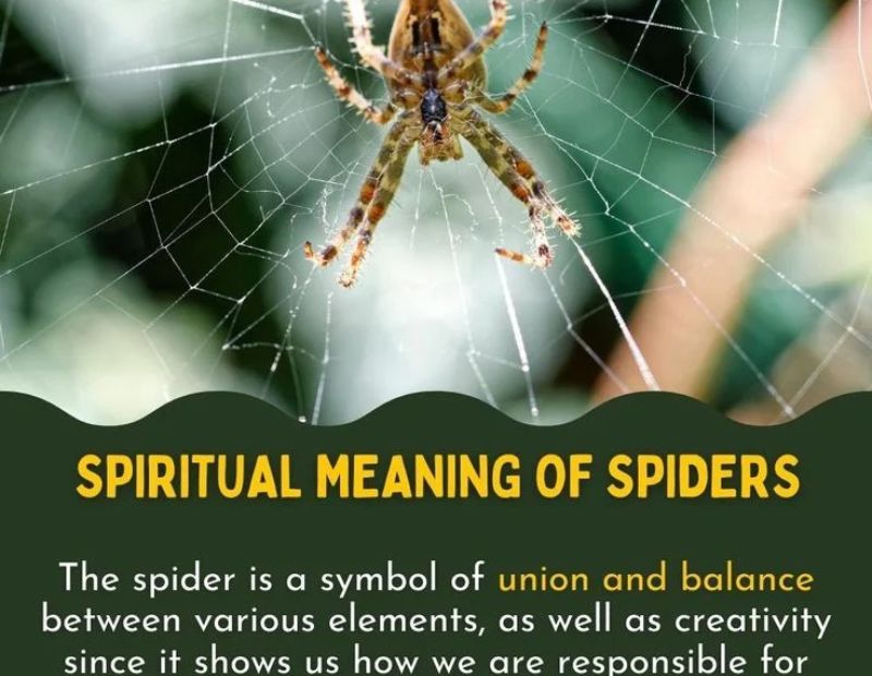 Spider Symbol 