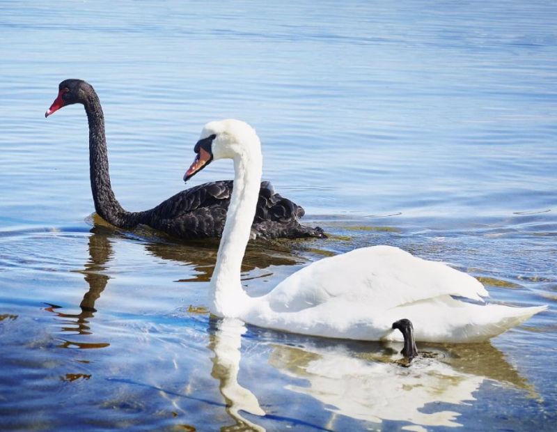 Swan Symbol