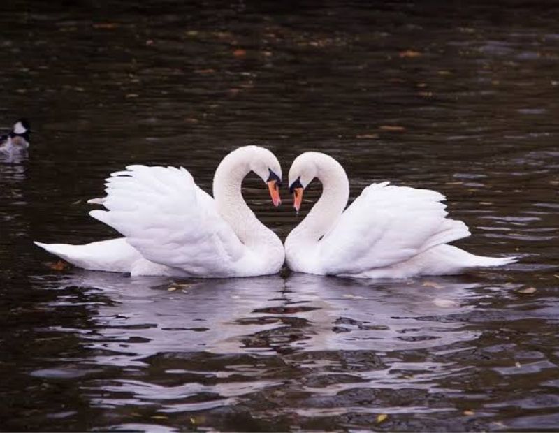 Swan Symbol 